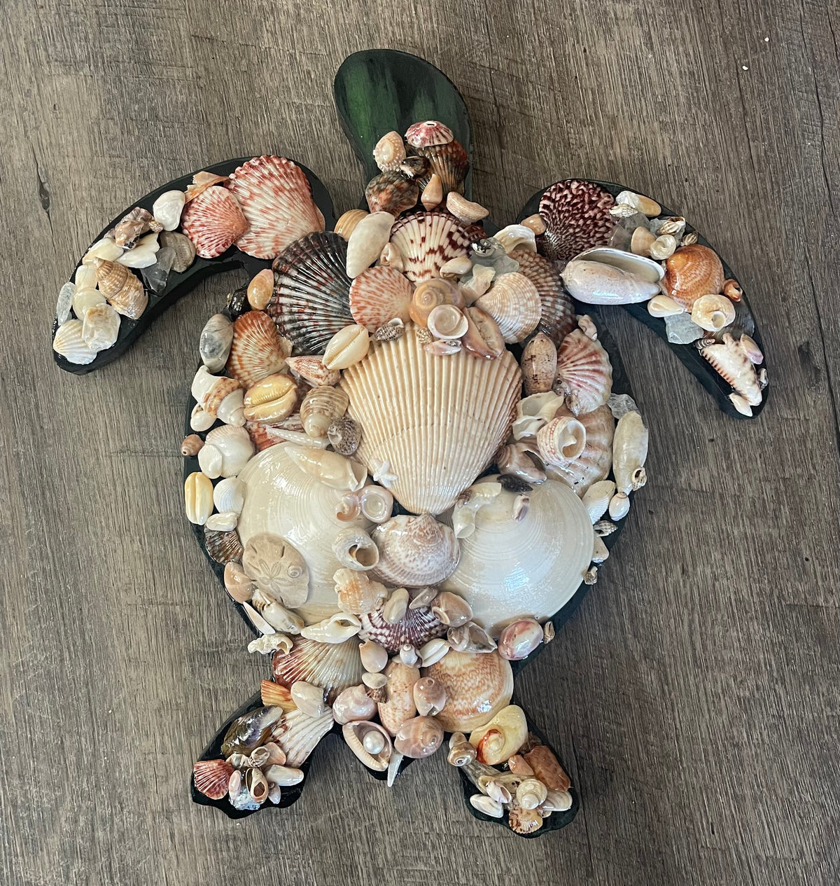 Shelled turtle