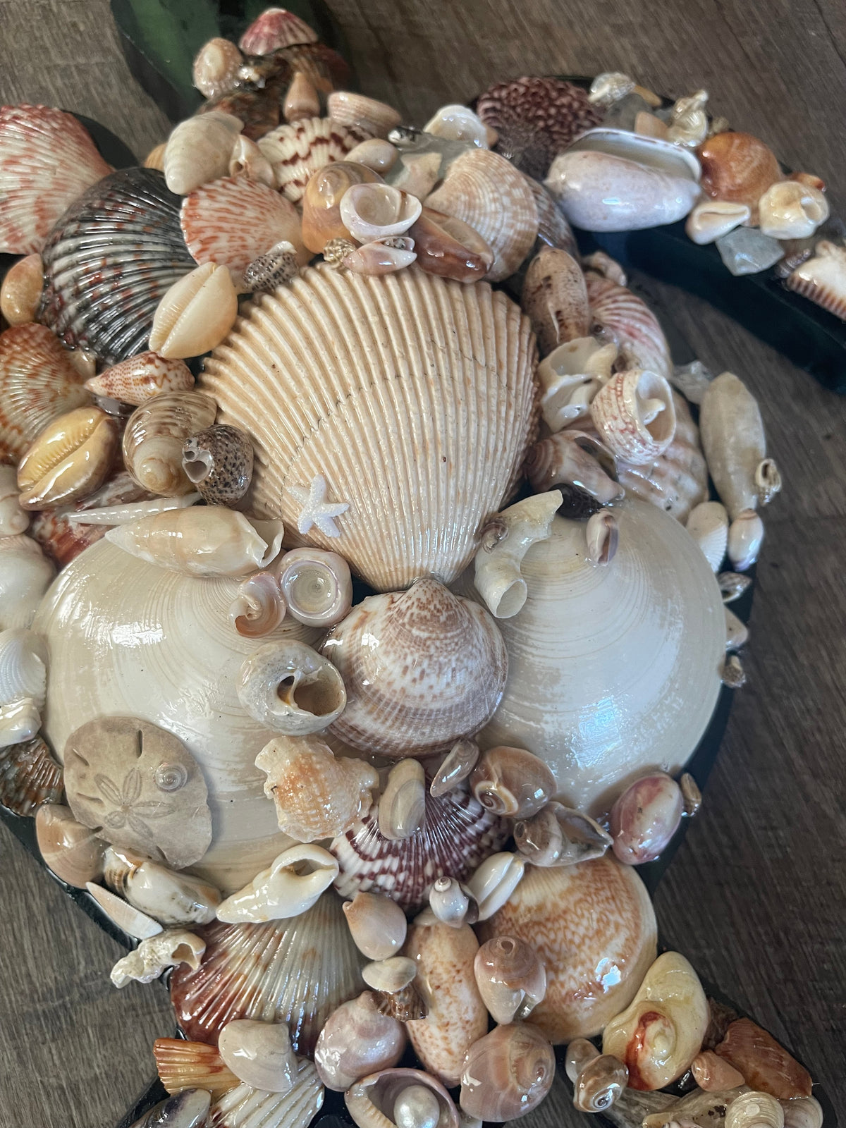 Shelled turtle