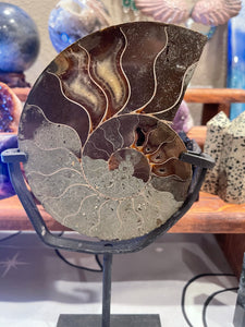 Large Ammonite in stand